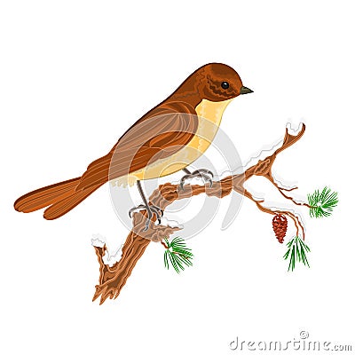 Bird on a branch of pine Christmas motive vector Vector Illustration
