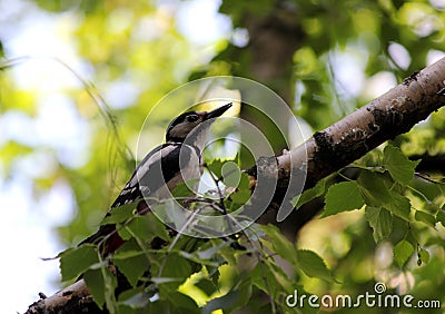 Bird on the branch woodpecker Stock Photo