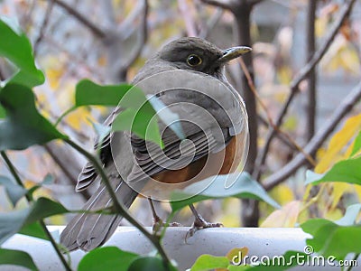 Bird between branches and leaves Stock Photo