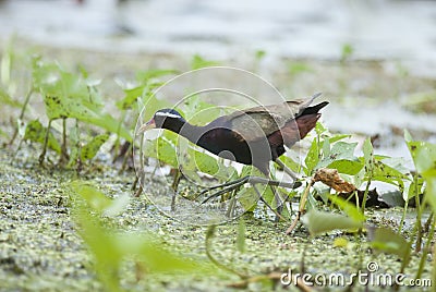 Bird (Bronze-winged Jacana) walking in the pond Stock Photo