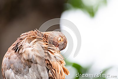 Bird, brown color dove clean their bodies and feathers Stock Photo
