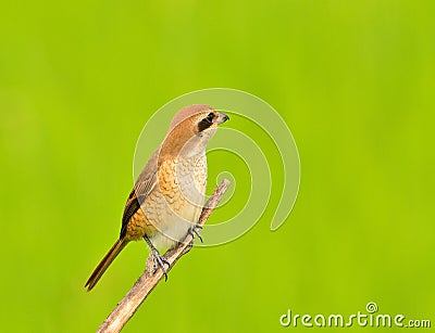 Bird (Brown Shrike) Stock Photo