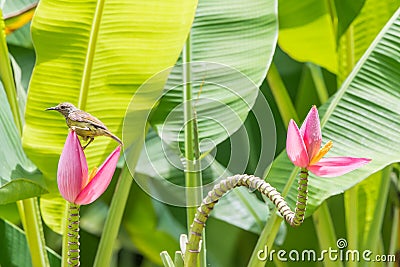 Bird (Brown-throated sunbird) on banana flower Stock Photo