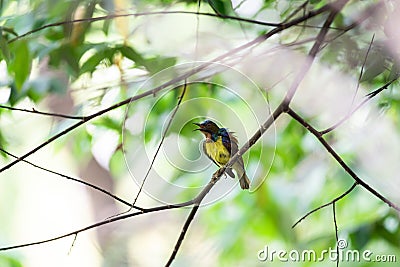 Bird (Brown-throated sunbird) in nature wild Stock Photo