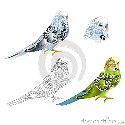 Bird Budgerigar parakeet green blue pet parakeet or budgie or shell parakeet home pet natural and outline on a white background Vector Illustration