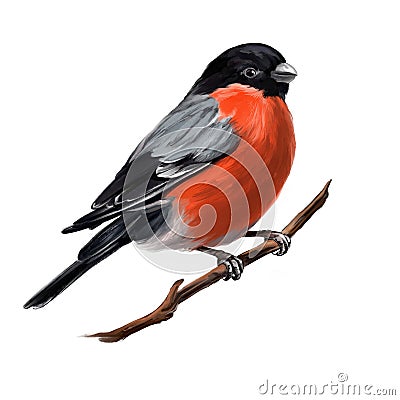 Bird bullfinch on a branch, art illustration painted with watercolors isolated on white background Cartoon Illustration