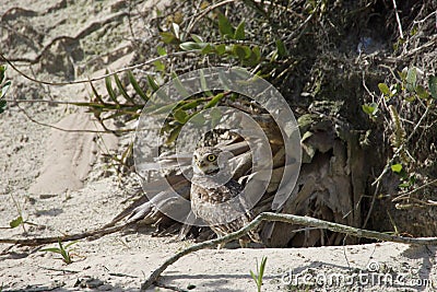 The bird burrowing owl sitting on the ground Stock Photo