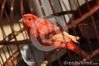 Bird in cage Stock Photo