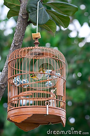 Bird in Cage Stock Photo