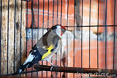 A bird in the cage Stock Photo