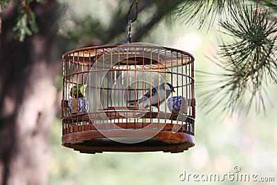 Bird in cage Stock Photo