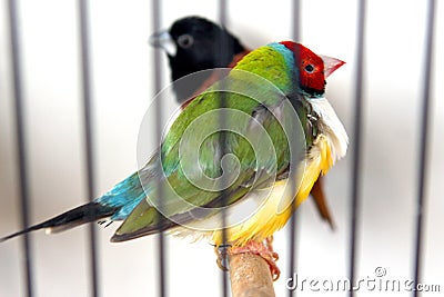 Bird in cage Stock Photo