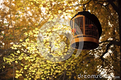 Bird cage in golden folium ginkgo Stock Photo
