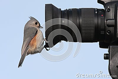 Bird On A Camera Stock Photo