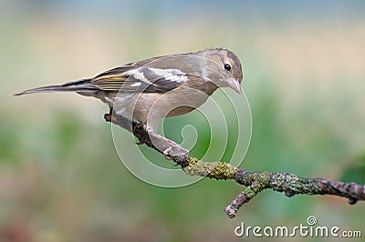 Bird chaffinch Stock Photo