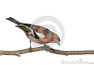 bird Chaffinch on a branch in the Park on a white isolated background Stock Photo