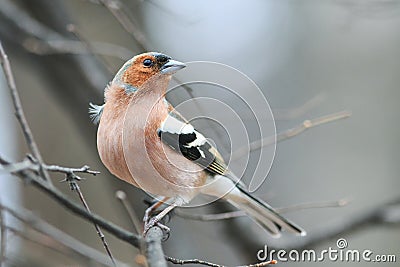 Bird Chaffinch in the Park on a branch Stock Photo