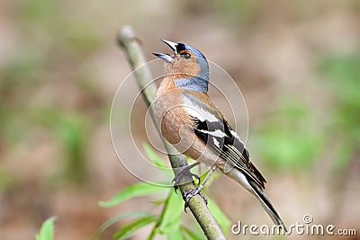Bird Chaffinch sings a song in forest Stock Photo