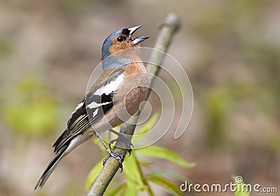 Bird Chaffinch sings the song standing on a branch Stock Photo