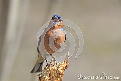 Bird Chaffinch sings the song while standing on a stump in the f Stock Photo