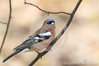 A bird Chaffinch in spring on a Sunny day Stock Photo