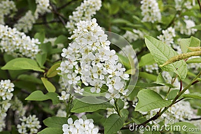 Bird cherry branch Prunus padus with white flowers. Prunus, hackberry, hagberry, or Mayday tree blooms Stock Photo