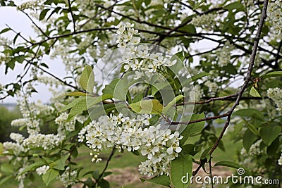 Bird cherry branch Prunus padus with white flowers. Prunus, hackberry, hagberry, or Mayday tree blooms Stock Photo
