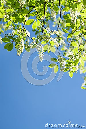 Bird cherry branches in white flowers flowering spring Stock Photo