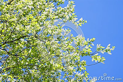 Bird cherry branches in white flowers flowering spring Stock Photo