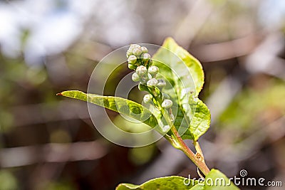 Bird cherry buds on a colorful background Stock Photo