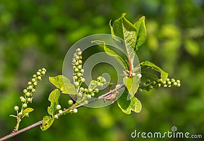 Bird cherry buds on a green background. Stock Photo