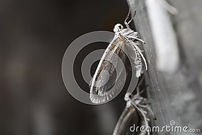 Bird-cherry Ermine Stock Photo