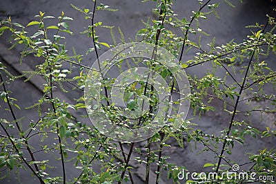 Bird cherry flowers in sunny day. Stock Photo