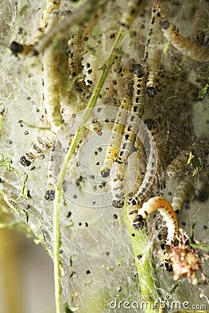 Bird-Cherry moth larvae Stock Photo