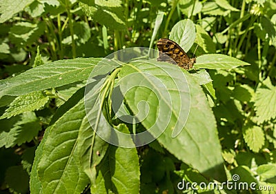 Bird cherry seedling with Brown Argus butterfly Stock Photo