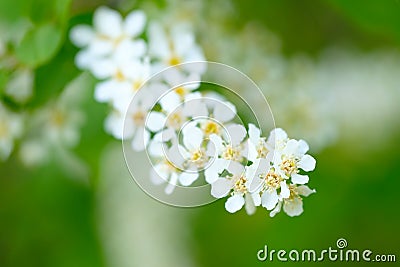 Bird Cherry Tree in Blossom. Close-up of a Flowering Prunus Avium Tree with White Little Blossoms. View of a blooming Sweet Bird-C Stock Photo