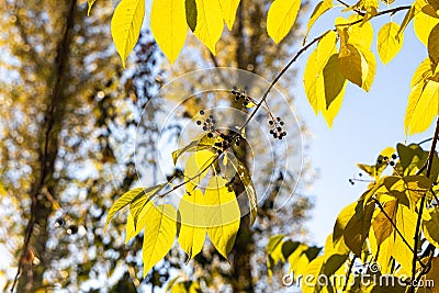 Bird cherry tree or Latin Prunus maackii also Padus maackii with yellow leaves is in sunny fall day in the park Stock Photo