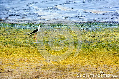 Bird class of Charadriiformes Recurvirostridae species, black widow type Stock Photo