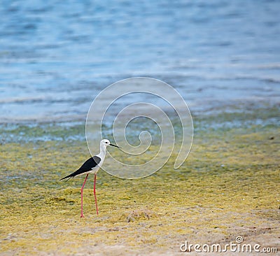 Bird class of Charadriiformes Recurvirostridae species, black widow type Stock Photo