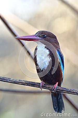 Bird in close up with big eyes and sharp red beaks Stock Photo