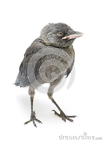 Bird close-up isolated on white background Stock Photo