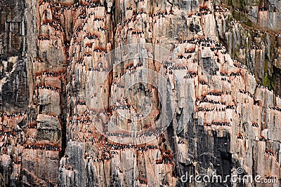 Bird colony in Alkefjellet. Brunnich\'s Guillemot, Uria lomvia, white birds with black heads sitting on orange stone, Svalbard, Stock Photo