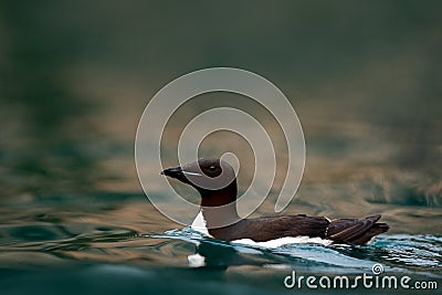 Bird colony in Alkefjellet. Brunnich\'s Guillemot, Uria lomvia, white birds with black heads sitting on orange stone, Svalbard, Stock Photo