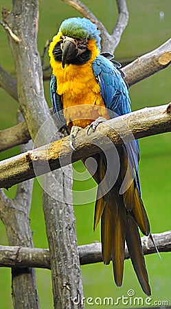 Bird - colorful parrot Stock Photo
