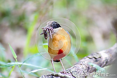 Bird colorful (Blue winged pitta) eating earthworms in forests Stock Photo