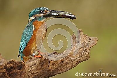 Bird Common Kingfisher with fish in bill Stock Photo