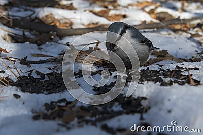 The bird is a common nuthatch on earth Stock Photo