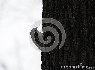 Bird Common Treecreeper at tree Stock Photo