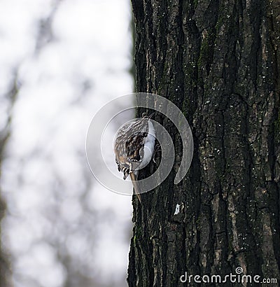 Bird Common Treecreeper at tree climbing up Stock Photo