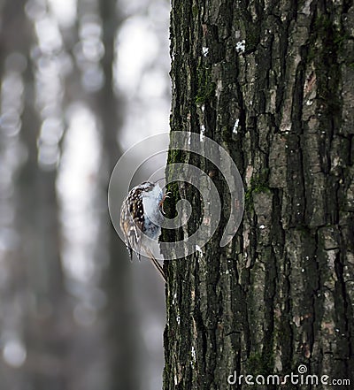 Bird Common Treecreeper at tree climbing up Stock Photo